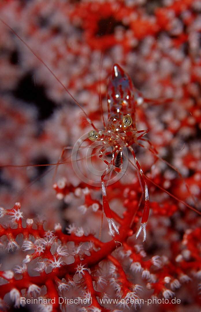 Rotweiss-gepunktete Putzergarnele, Leandrites cyrtorhynchus, Indischer Ozean, Komodo National Park, Indonesien