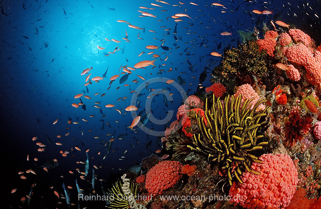 Farbenpraechtiges Korallenriff, Bali, Indischer Ozean, Indonesien