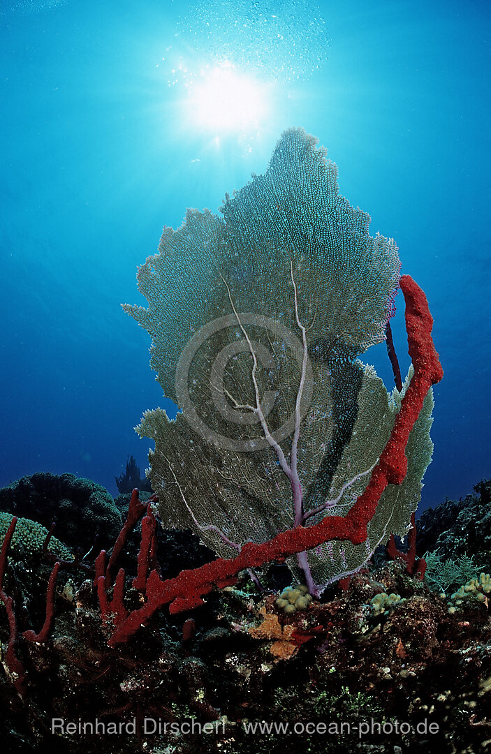 Karibisches Korallenriff, Punta Cana, Karibisches Meer, Dominikanische Republik