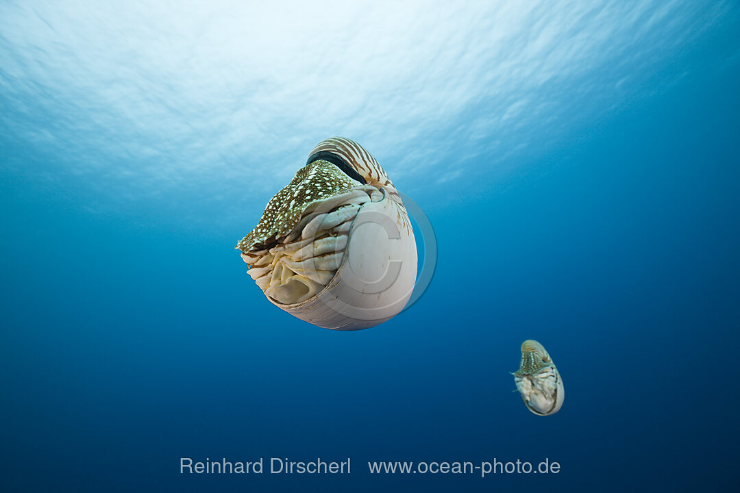 Nautilus Perlboot, Nautilus pompilius, Grosses Barriere Riff, Australien