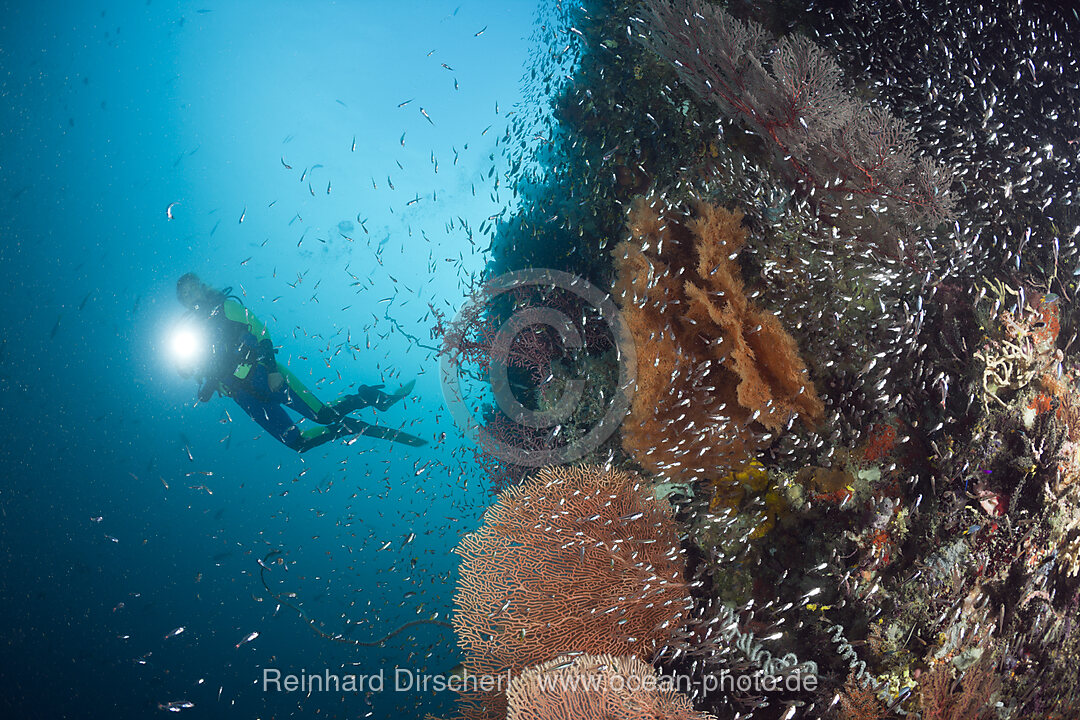 Taucher an Riff mit Glasfischen, Parapriacanthus ransonneti, Raja Ampat, West Papua, Indonesien