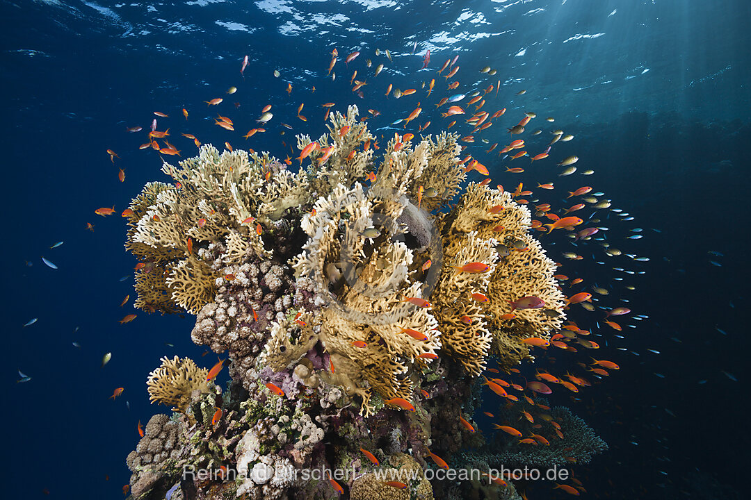 Harems-Fahnenbarsche und Feuerkorallen, Pseudanthias squamipinnis, Elphinstone, Rotes Meer, Aegypten