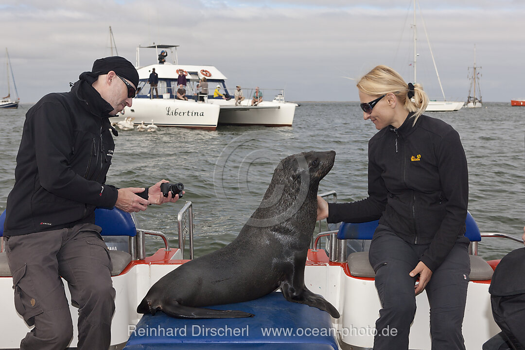 Touristen beobachten Suedafrikanische Seebaeren, Arctocephalus pusillus, Walvis Bay, Namibia