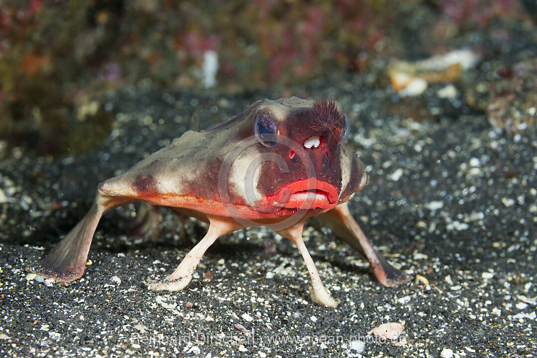 Rotlippen-Fledermausfisch, Ogcocephalus darwini, Cabo Douglas, Fernandina Island, Galapagos, Ecuador