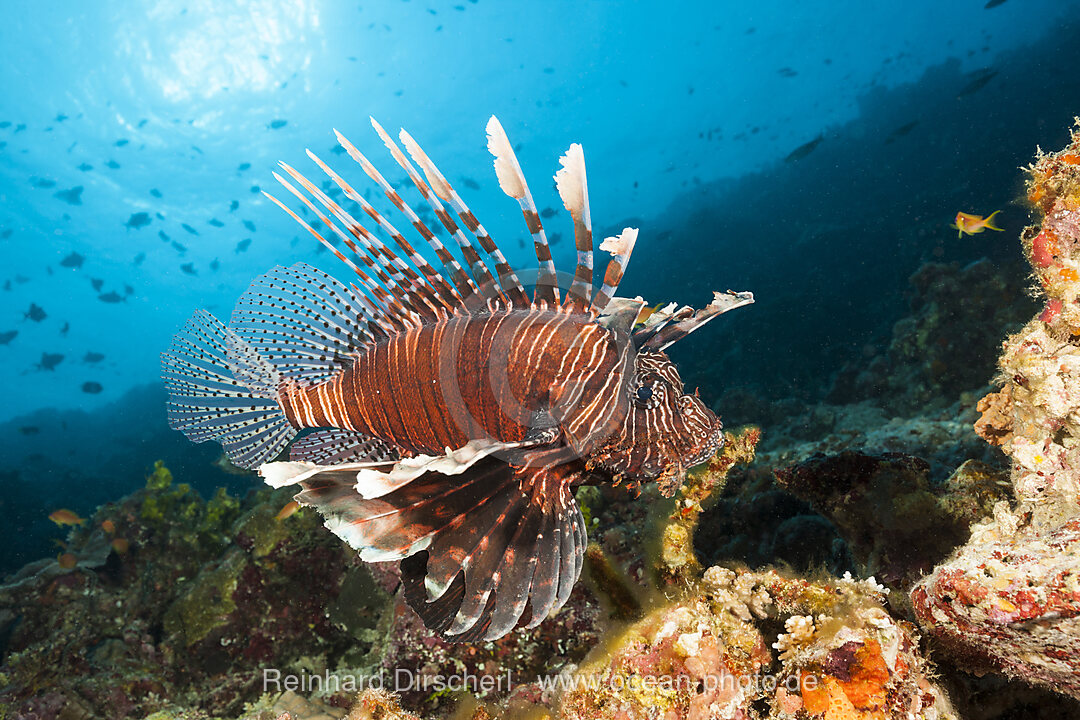 Indischer Rotfeuerfisch, Pterois Miles, Felidhu Atoll, Indischer Ozean, Malediven